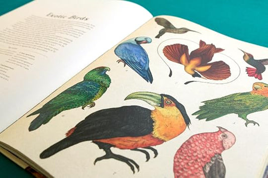 Animalium Book