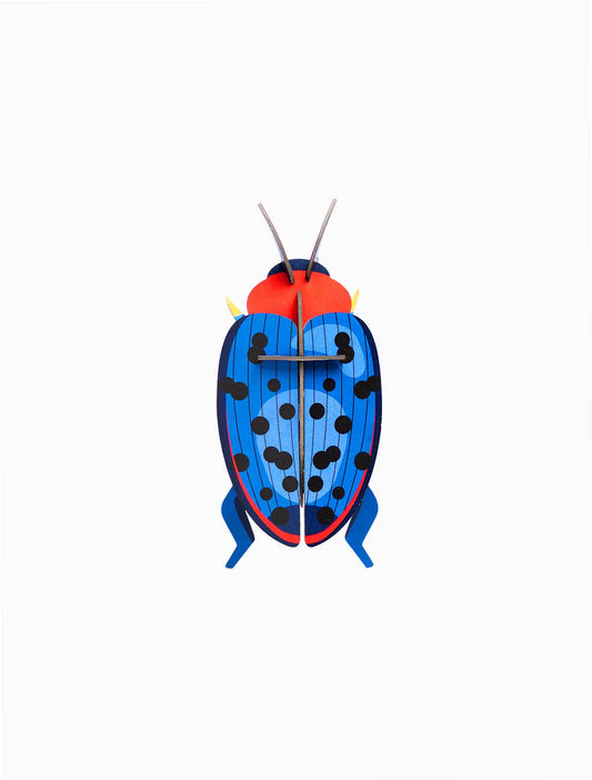 Fungus Beetle