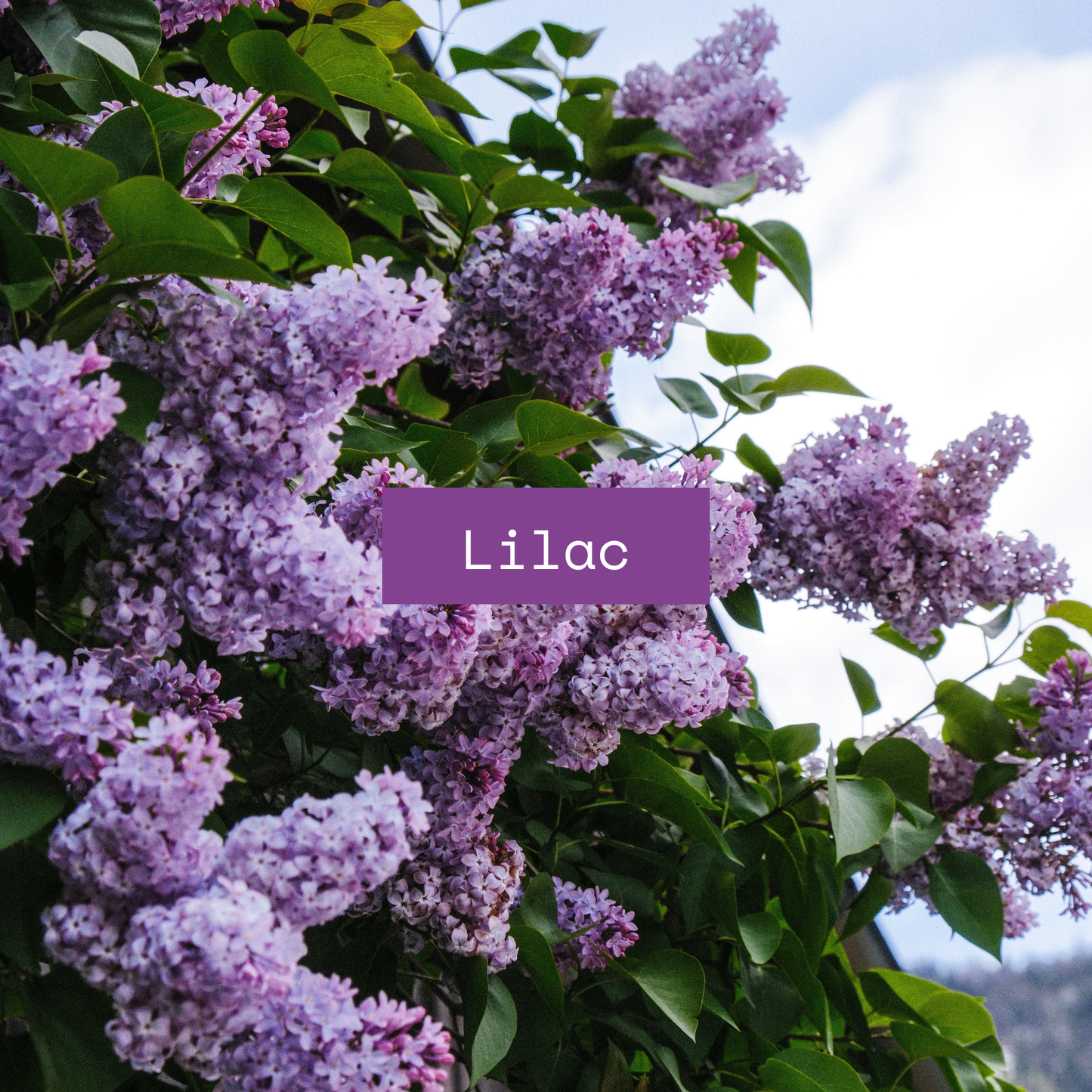 Bud | Lilac & Pear