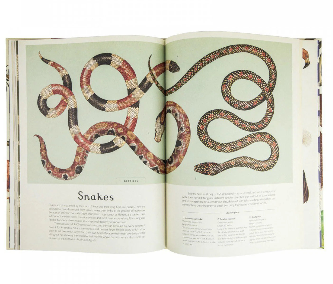 Animalium Book