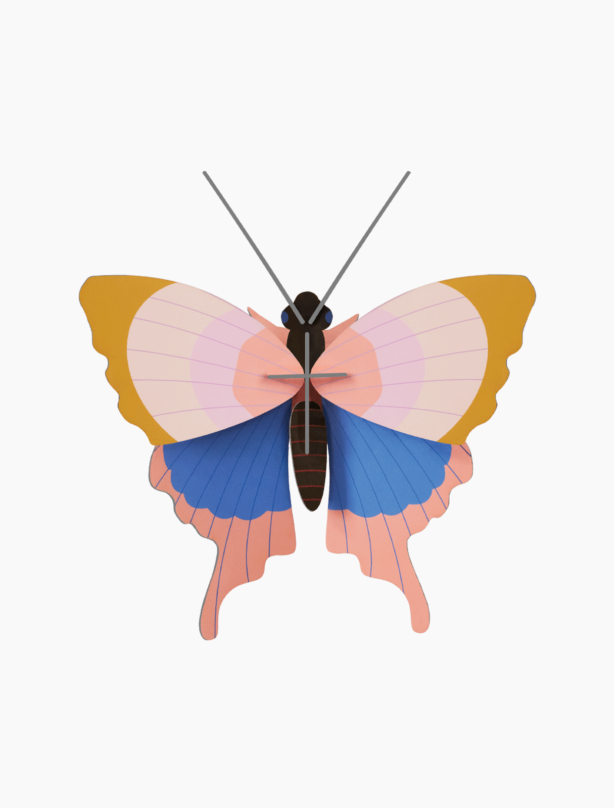 Gold Rim Butterfly